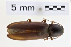 Foto (Dorsalansicht) von Hemicrepidius carbonarius (NHMW-ZOO-COL-0008952)